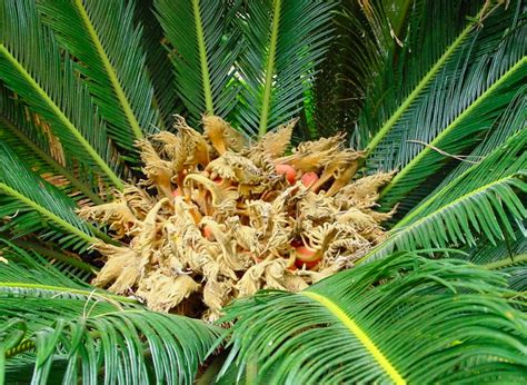 A Comprehensive Sago Palm Growing And Care Guide Garden And Happy