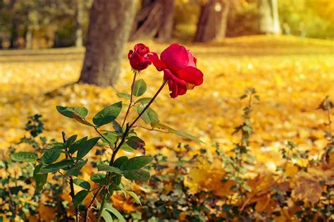Tips For Planting Roses In The Fall Gardeners Path
