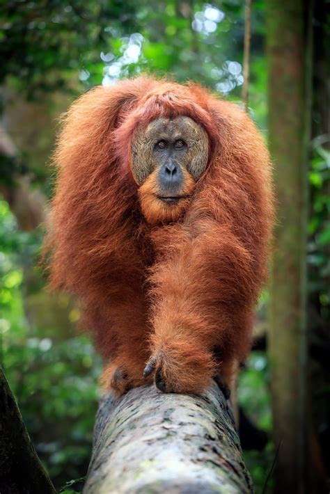 Sumatran Orangutan Male