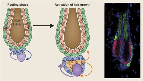 Stem Cells And Their Niche The Hair Follicle Is A Prominent Example Of