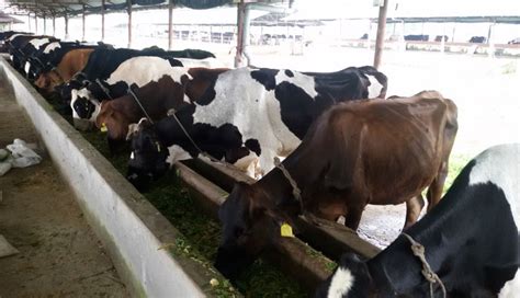 Cattle Farming In Nepal Kishan Agro Farm
