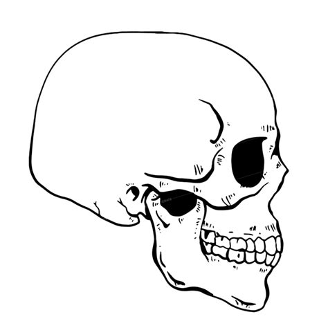 Anatomy Skeleton Skull Side Hd Image Graphicscrate