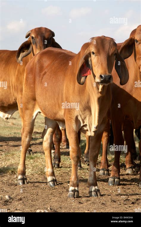 Red Brahman Cow
