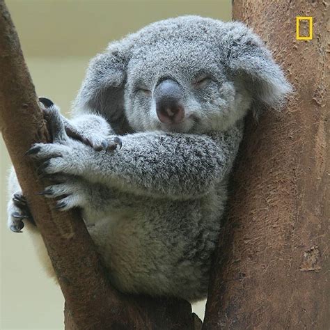 Koala🐨 Auf Instagram „how Would You Caption This🐨 Tag Someone That