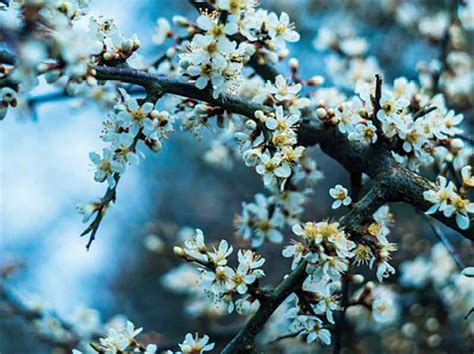 Showy white flowers that bloom in january complement the glossy, dark green leaves of the avocado tree. Missouri's Native Flowering Trees • Missouri Life Magazine