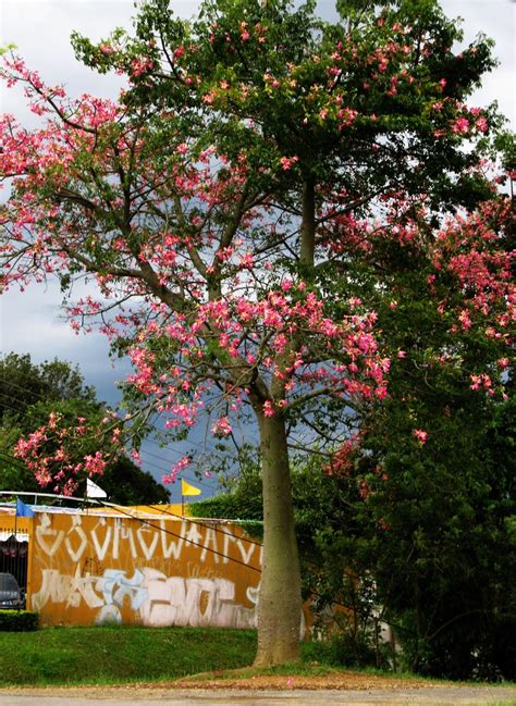 The Floss Silk Tree Ceiba Speciosa The Floss Silk Tree Flickr