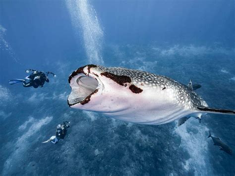 Whale Shark Eating People