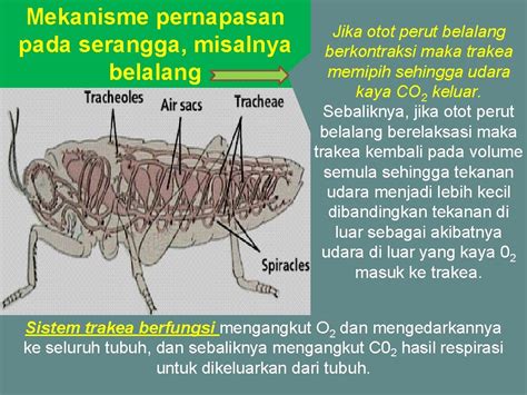 Sistem Respirasi Belalang Respirasi Pada Serangga Dan Kecambah