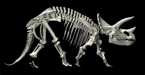 Triceratops Skull Skeleton Dug Up Near Thornton Colorado