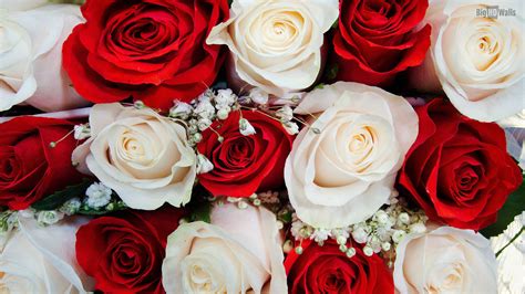 Free Download Flowers Roses Wallpapers White Rose Wallpaper Wedding