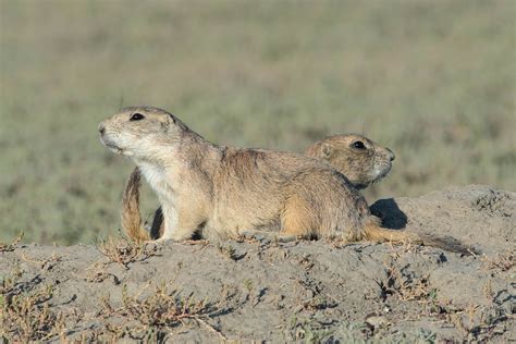Prairie Dogs Grasslands National Park Sk At One Of Two M Flickr