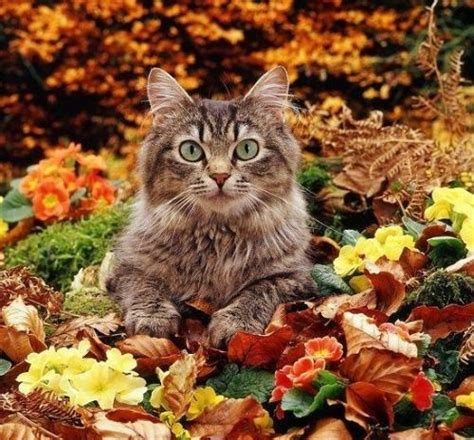 Pin By Debra Lee On Nature With Images Autumn Animals