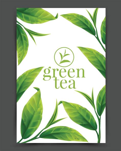 Realistic Green Tea Leaves Vector 2308931 Vector Art At Vecteezy