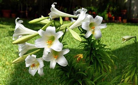 Can You Plant Easter Lilies Outside Learn This 2023 A Nest With A Yard