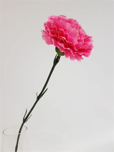 Pink Carnation Stem Desflora