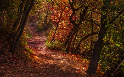 Download Wallpaper 3840x2400 Forest Trail Leaves Dry Autumn 4k