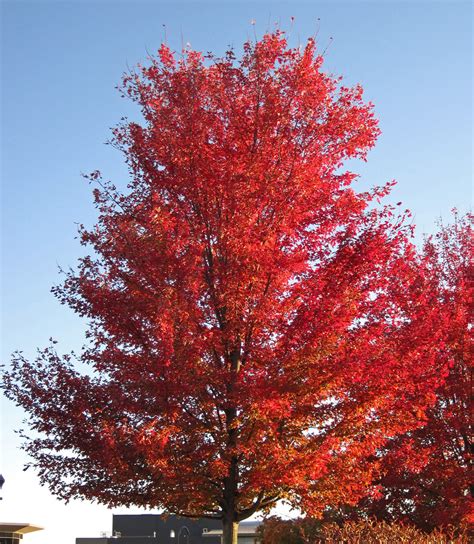 Acer Saccharinum Silver Maple Tree In Fall Colors Newark Campus Of