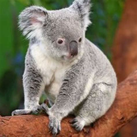 Worlds Oldest Koala Bear Lottie Dies Aged 19 As Heartbroken Zoo Pays