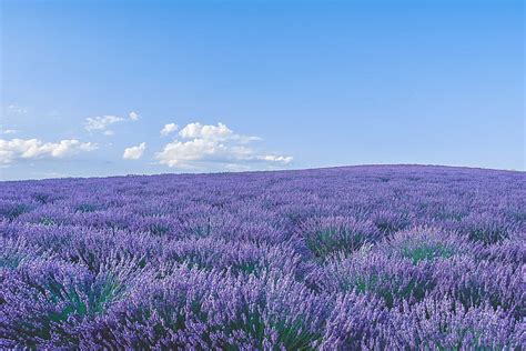 1920x1080px 1080p Free Download Lavender Wildflowers Flowers