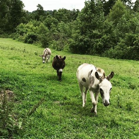 Donkey Listener On Instagram Got Your Donkeys In A Row I Think It
