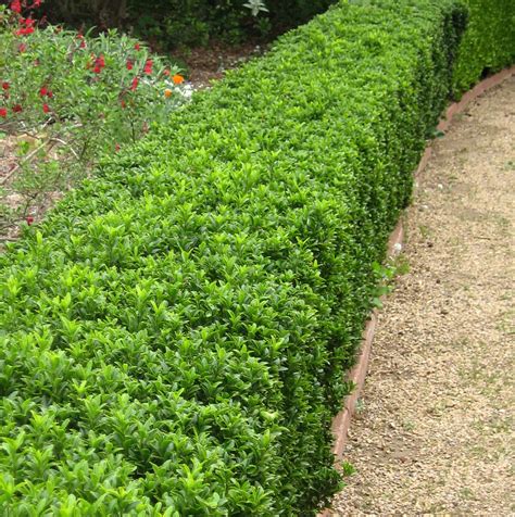 Green Boxleaf Euonymus Plants Express