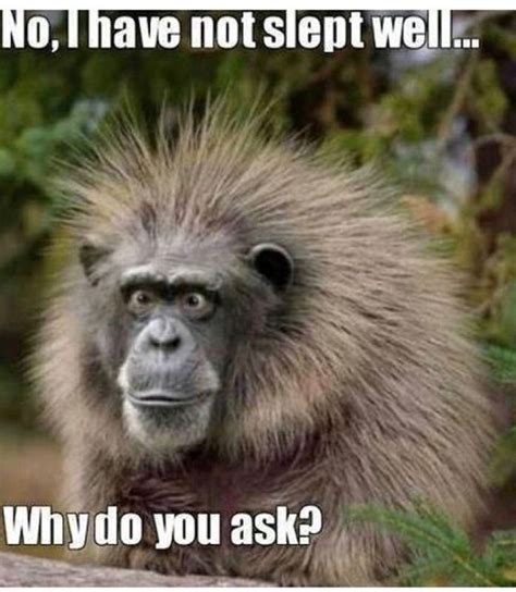 Pin By Karli Ware On Memes Monkeys Funny Make Funny Faces Funny Faces