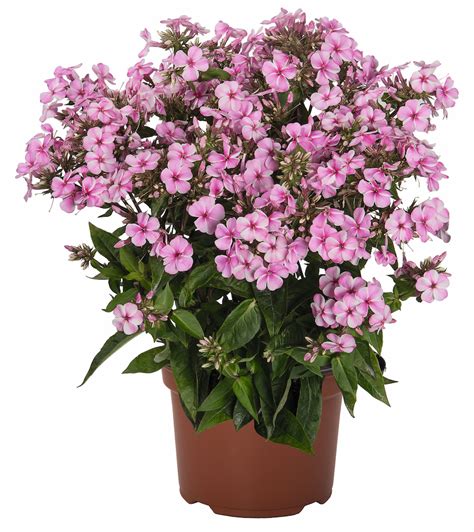 Early Pink Candy Dwarf Garden Phlox Plant Library Pahls Market