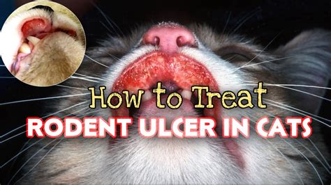 How To Treat Rodent Ulcer In Cats Singaw Ng Pusa Indolentulcer