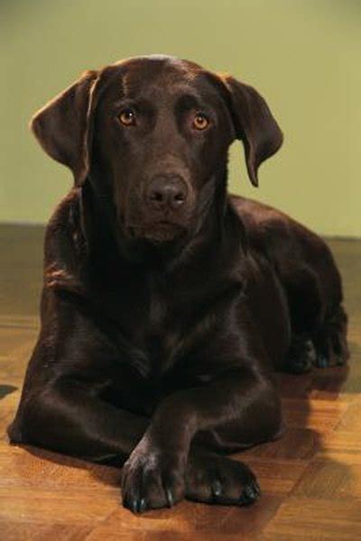 Excessive sebum often accompanying thinning. Does a Chocolate Labrador Have White Hair? - Pets