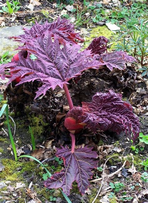 Image Result For Ornamental Rhubarb Purple Carnivorous Rhubarb