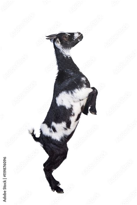 Funny Goat Standing On Its Hind Legs Stock Photo Adobe Stock