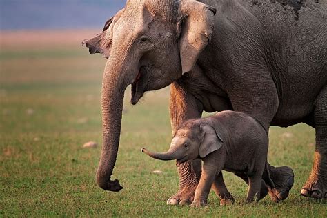 Here Are The Supermoms Of The Animal Kingdom - WorldAtlas