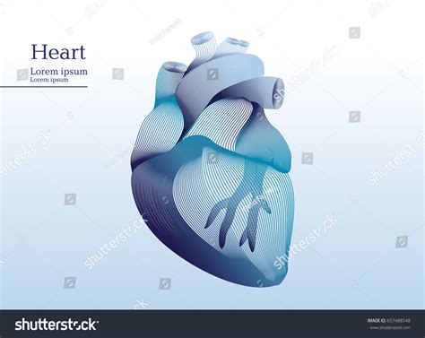 Abstract Illustration Anatomical Human Heart Stock Vector Royalty Free