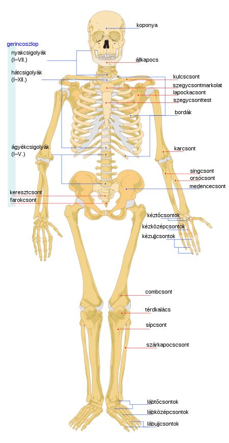 Az Emberi Csontok List Ja Wikip Dia Human Bones Human Skeleton