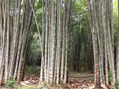 Bamboo Forest Near Uvita Costa Rica Great Places Beautiful Places