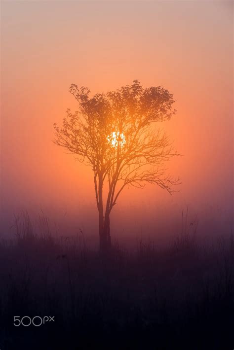 Morning Sun Shinnig Throw The Tree Early Morning On Meadow Sunrises