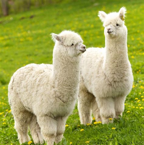 Alpaca Power | Llama pictures, Cute alpaca, Fluffy animals