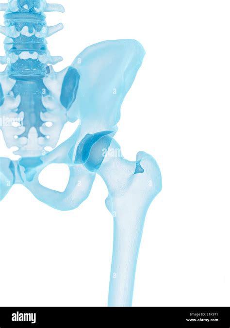 Human Hip Bone Computer Artwork Stock Photo Alamy