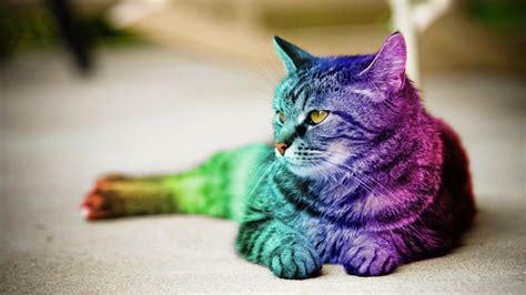 Rainbowcat Rpurpleimperium