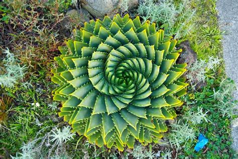 Fibonacci Spiral In Plants