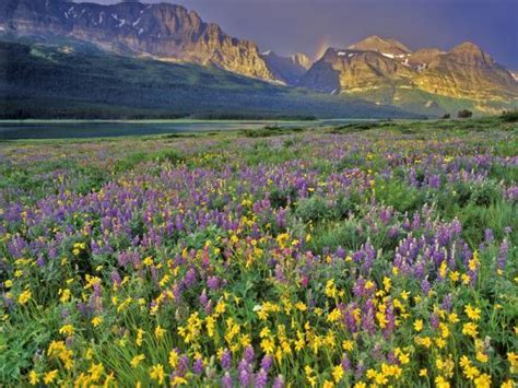 Meadow Of Wildflowers In The Many Glacier Valley Of Glacier National