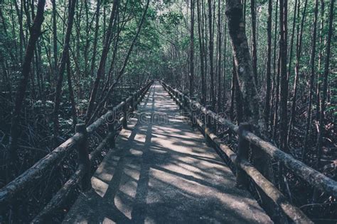 A Bridge Of Walkway Inside Tropical Mangrove Forest Covered By Brown