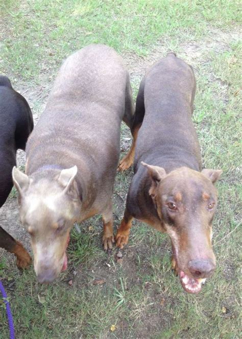 Obese Texas Doberman Now In Rehab In Cleveland