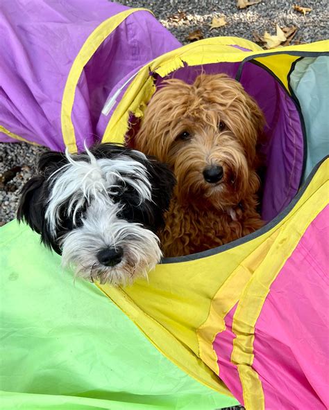 Lake Bay Labradoodles - Home