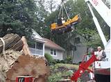 Tree Removal Contractors Pictures