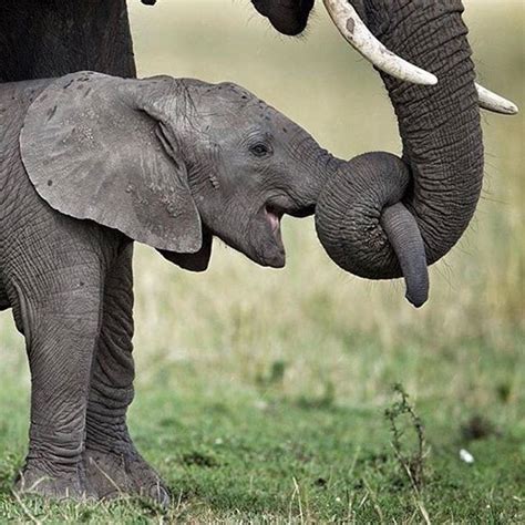Got Your Nose Elephant Elephant Love Baby Animals