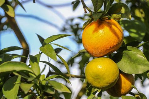 Ripe Oranges Hanging On A Tree Stock Photo Image Of Yuzu Rangpur