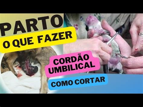 Part0 de cachorras O que fazer como cortar o cordão umbilical Dica 6 YouTube