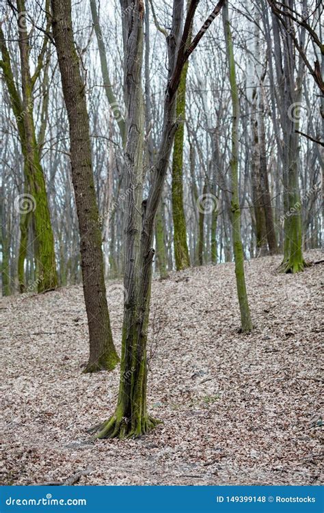 Leafless Forest In Early Spring Stock Photo Image Of Park Leaves