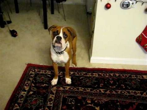 This Boxer Is Scared Of His Own Farts And Its Hilarious
